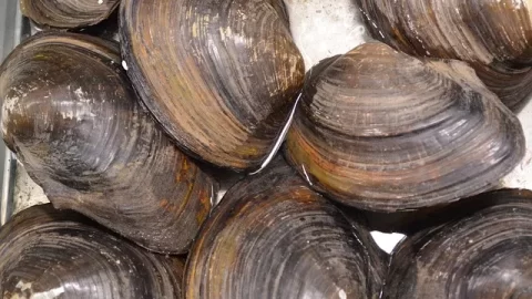 clams