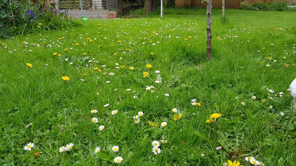 UK lawn with daisies and dandelions