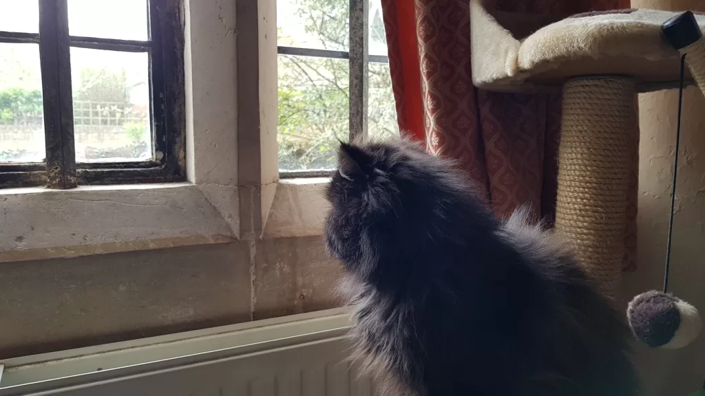 historic house windows