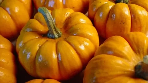 pumpkins